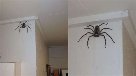 家裡出現超大蜘蛛
